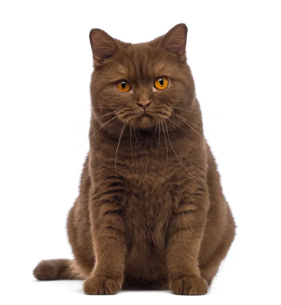British Shorthair, 20 months old, sitting and looking at the camera in front of white background — Stock Photo, Image