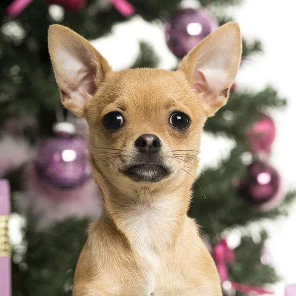 Chihuahua davanti alle decorazioni natalizie sullo sfondo bianco — Foto Stock