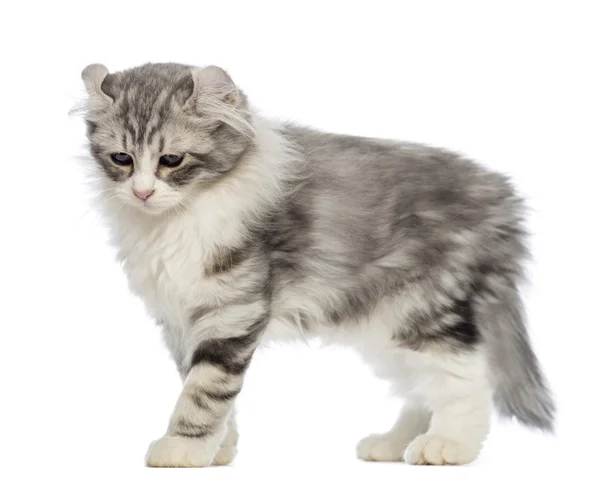 Vista lateral de un gatito de rizo americano, 3 meses de edad, frente a fondo blanco — Stockfoto