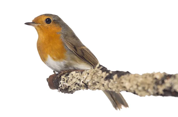 European Robin perched on a branch - Erithacus rubecula - isolat — Stock Photo, Image