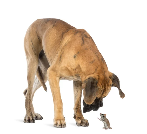 Great Dane looking at a mouse standing up, isolated on white — Stock Photo, Image