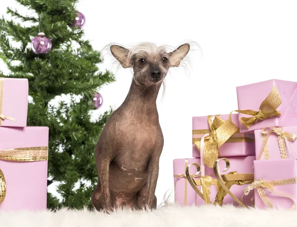 Chinese Crested Dog sitting in front of Christmas decorations against white background — Stock Photo, Image