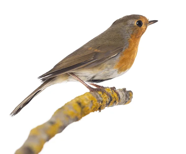 Robin europeo appollaiato su un ramo - Erithacus rubecula - isolato — Foto Stock