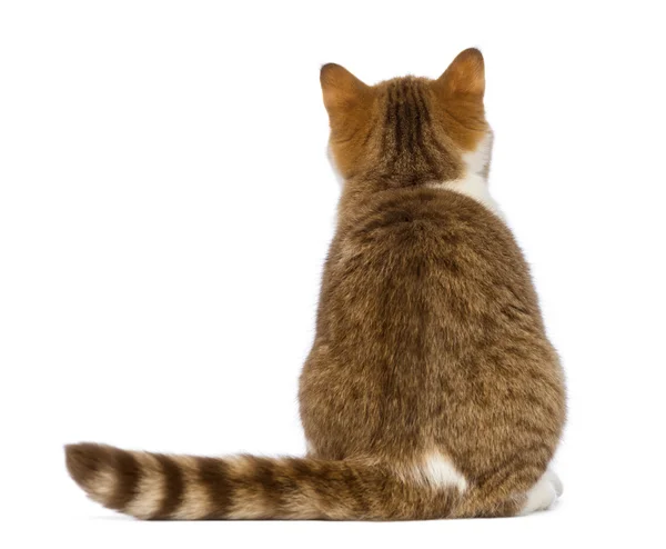 Dikiz Britanya ile ilgili stenografi kedi yavrusu, 3.5 ay yaşlı, oturma ve beyaz arka plan arıyorsunuz — Stok fotoğraf