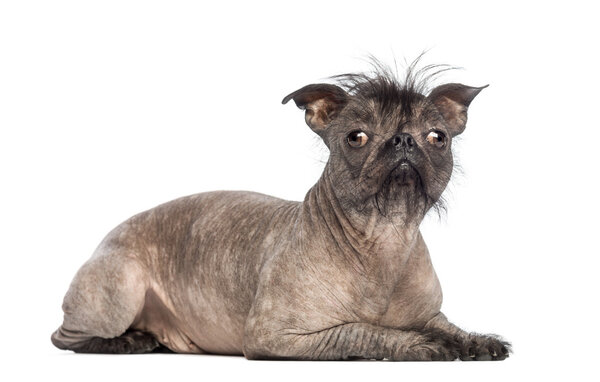 Hairless Mixed-breed dog, mix between a French bulldog and a Chinese crested dog, lying and looking at the camera in front of white background