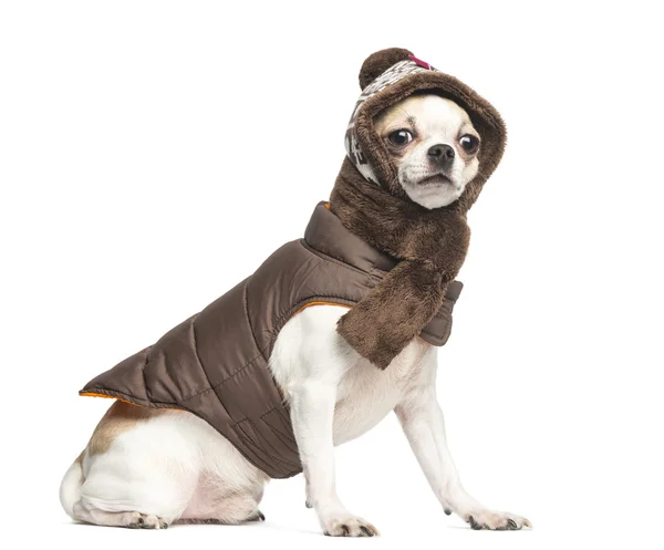 Chihuahua (2 anni) seduto e indossa un cappotto, una sciarpa e — Foto Stock