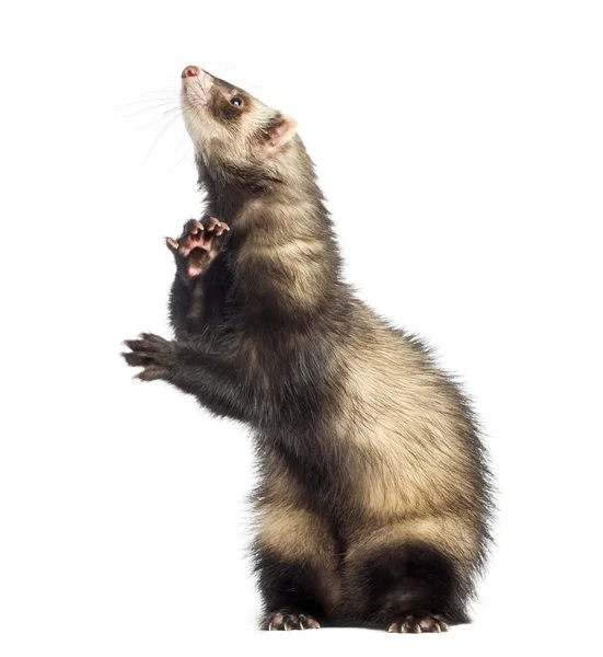 Ferret standing on hind legs and looking up, isolated on white — Stock Photo, Image