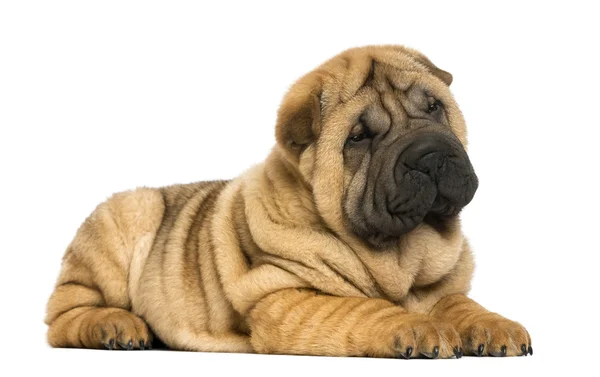 Shar pei cachorro deitado (11 semanas de idade) isolado em branco — Fotografia de Stock