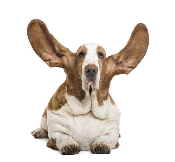 Basset Hound lying with ears up and looking at the camera, isola