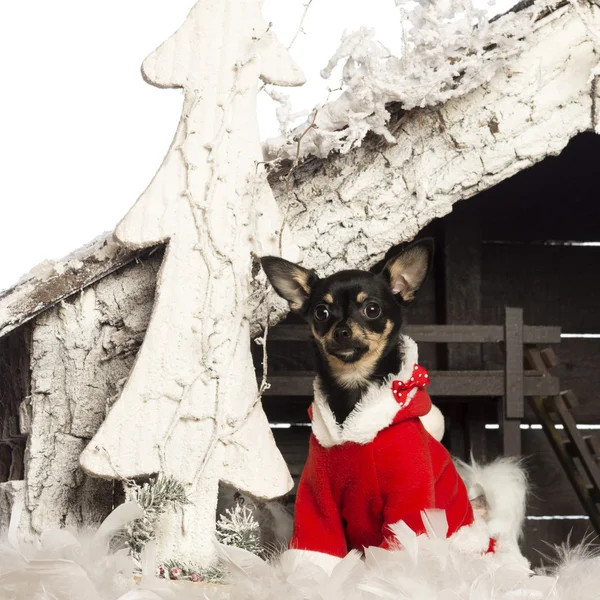 Chihuahua seduta e con indosso un abito natalizio davanti al presepe natalizio con albero di Natale e neve sullo sfondo bianco — Foto Stock