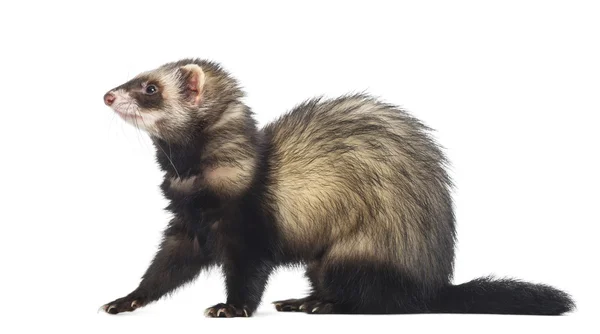 Ferret sitting and looking left, isolated on white — Stock Photo, Image