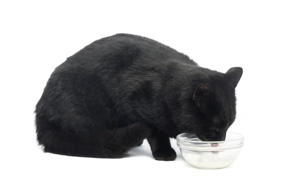 Negro gato dinking leche, aislado en blanco — Foto de Stock