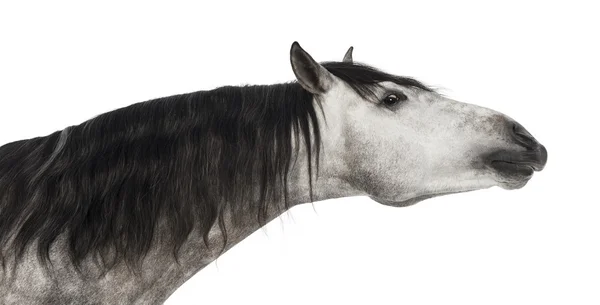 Primer plano de una cabeza andaluza, de 7 años, estirando su cuello, también conocido como Caballo Puro Español o PRE sobre fondo blanco — Foto de Stock