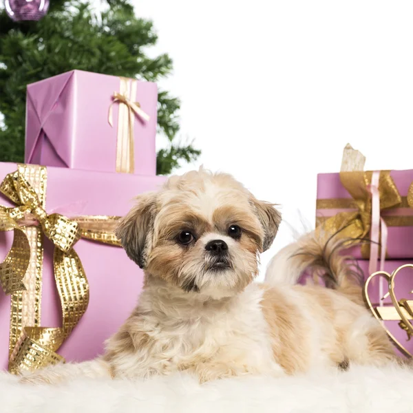 Shih Tzu sdraiato davanti alle decorazioni natalizie sullo sfondo bianco — Foto Stock