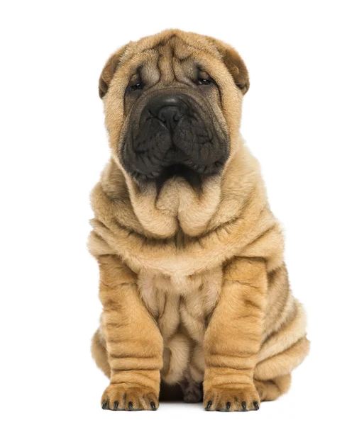 Front view of a Shar pei puppy sitting and looking at the camera — Stock Photo, Image