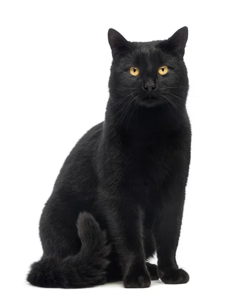 Vergadering van de zwarte kat en kijken naar de camera, geïsoleerd op wit Stockfoto