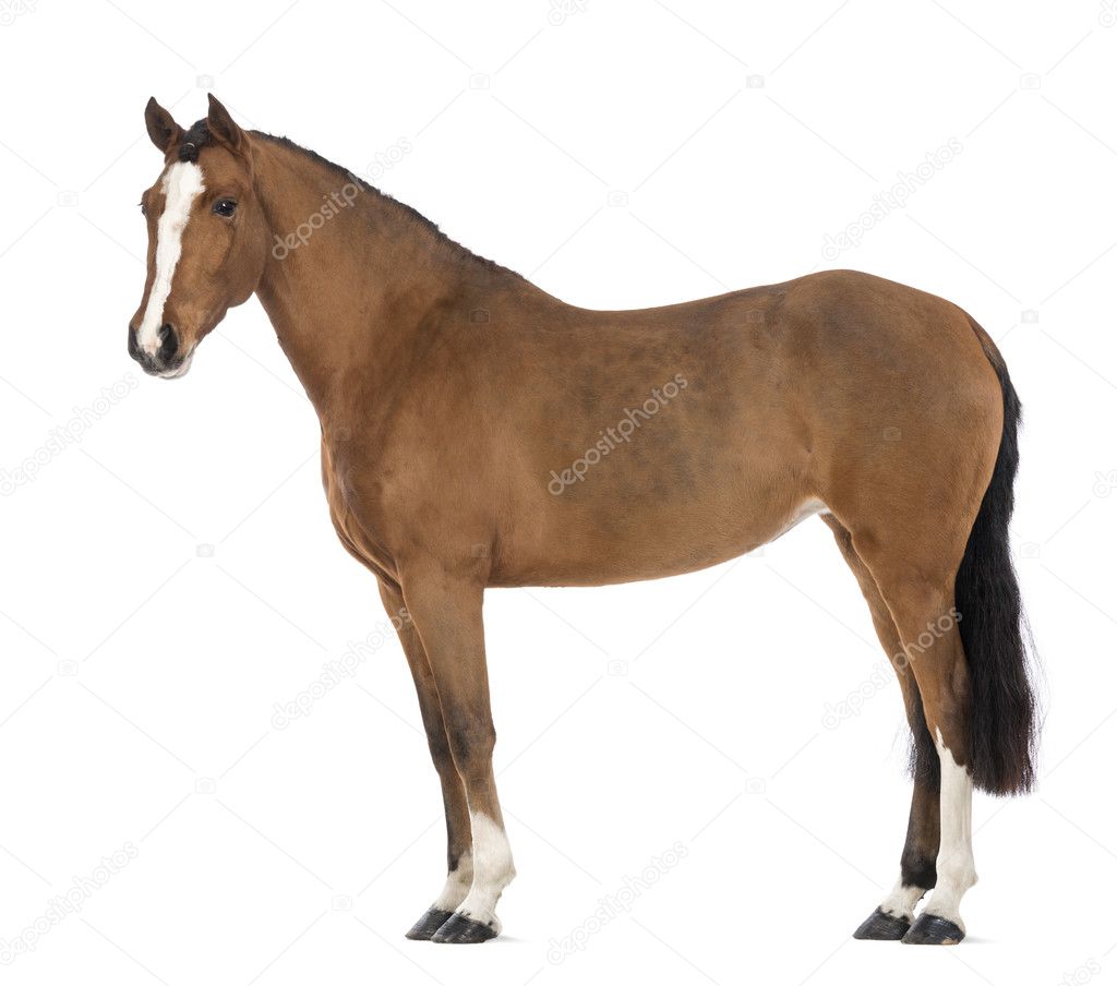 Side view of a Female Andalusian, 3 years old, also known as the Pure Spanish Horse or PRE against white background