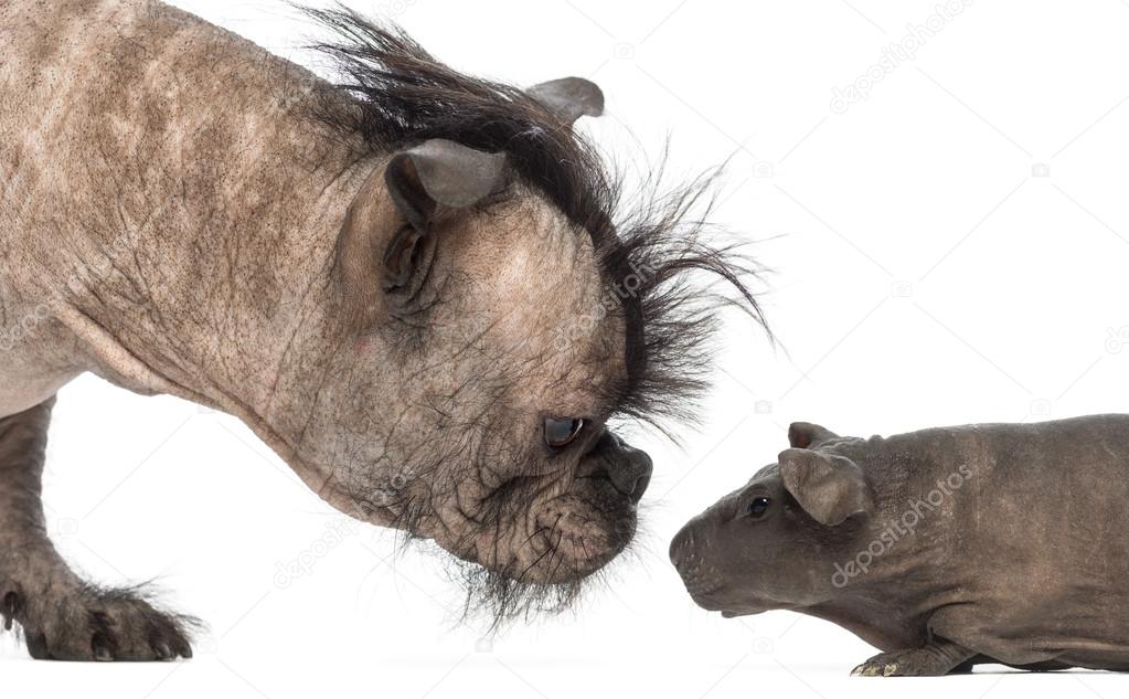 Close-up of a Hairless Mixed-breed dog, mix between a French bulldog and a Chinese crested dog, sniffing a hairless guinea pig in front of white background