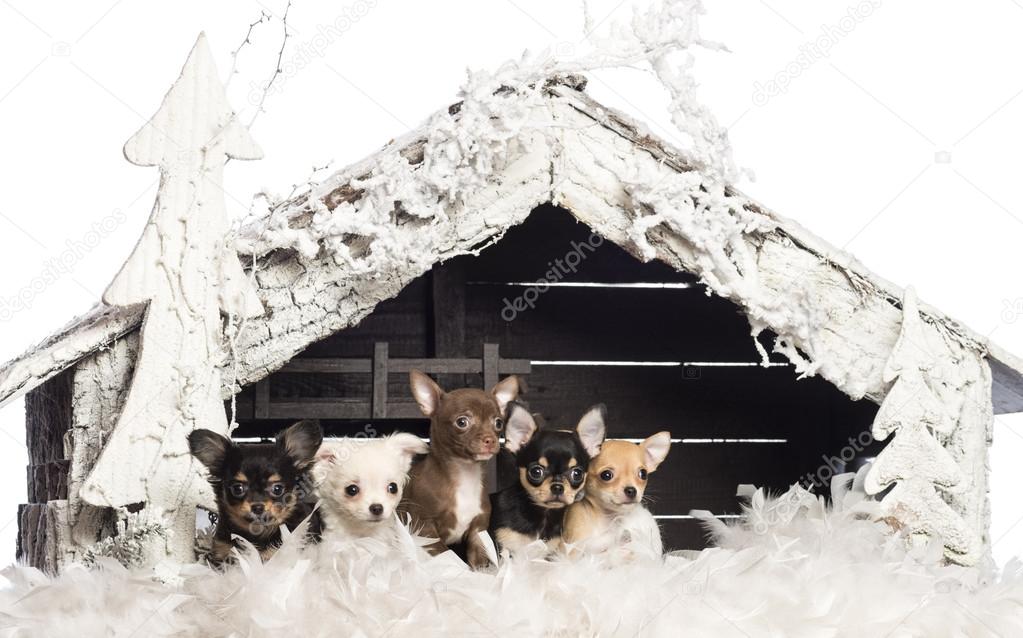 Chihuahua sitting in front of Christmas nativity scene with Christmas tree and snow against white background