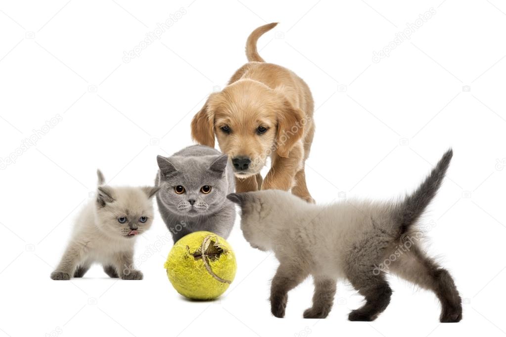 Golden retriever puppy a kittens walking towards tennis ball - i