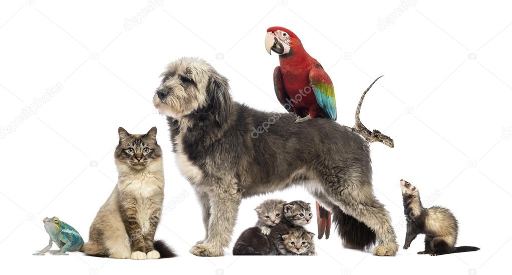 Group of pets,Group of pets - Dog, cat, bird, reptile, rabbit, i