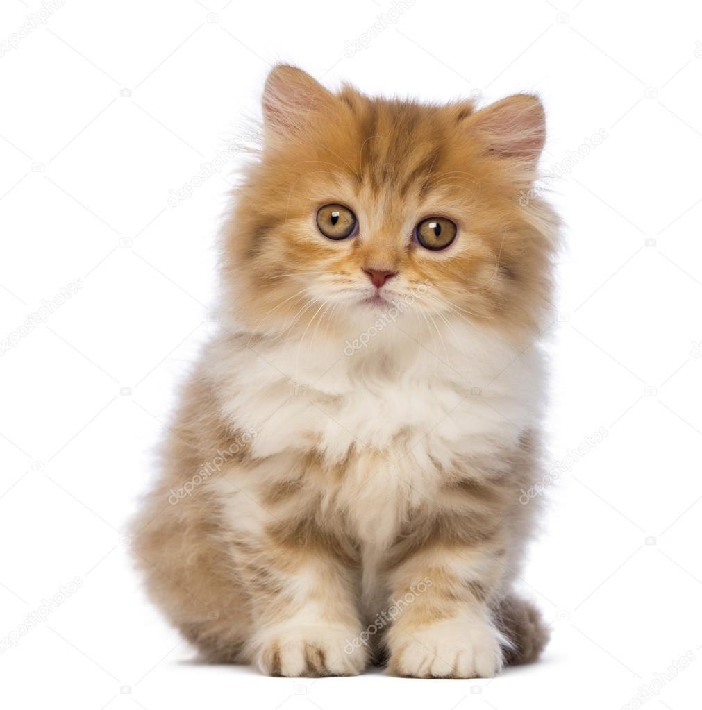 British Longhair kitten, 2 months old, sitting and looking at the camera in front of white background