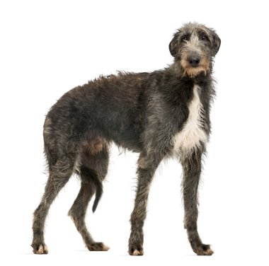 İskoç deerhound üzerinde beyaz izole kamera bakıyor