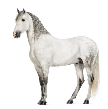 Side view of a Male Andalusian with plaited mane, 7 years old, also known as the Pure Spanish Horse or PRE against white background clipart