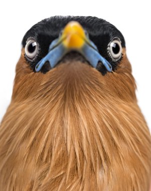 Close-up of a Brahminy Myna - Sturnia pagodarum - isolated on wh clipart