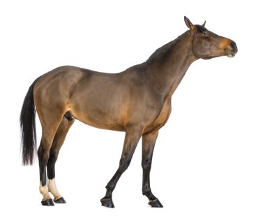 erkek bir Belçikalı warmblood beyaz bir arka plana dayanır boynunu germe bwp, 3 yaşında, yan görünüm