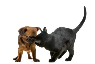 bombay yavru kedi üzerinde beyaz izole bir petit brabancon koklama