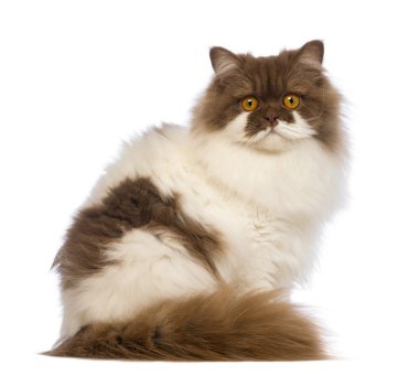 İngiliz el yazısı, 10 ay yaşlı, oturma ve beyaz arka plan önünde kamera bakıyor