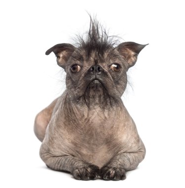 tüysüz karışık-breed köpek görünümünü ön, Fransız bulldog ve yalan ve beyaz arka plan önünde kameraya bakarak bir Çin Tepeli Köpek arasındaki karışımı