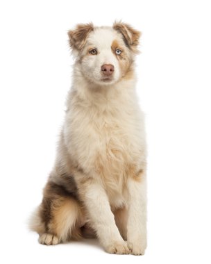 oturmuş, üzerinde beyaz izole Avustralyalı çoban köpek