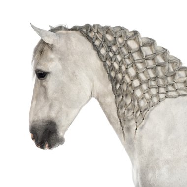 Close-up of a Male Andalusian with plaited mane, 7 years old, also known as the Pure Spanish Horse or PRE against white background clipart