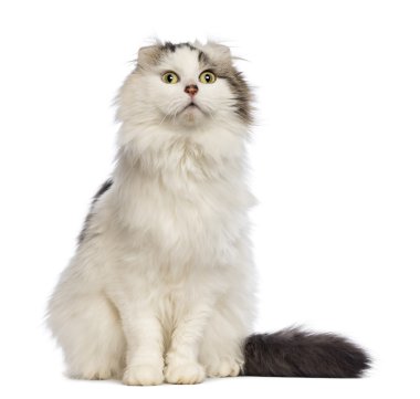 oturma ve beyaz arka plan ararken Amerikalı kıvırmak