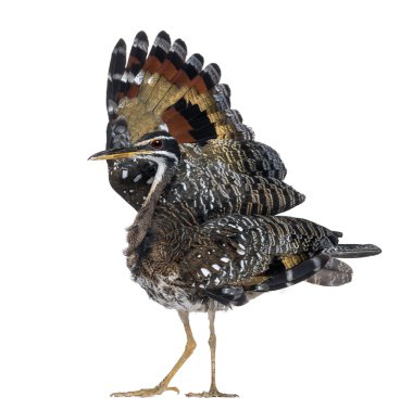 sunbittern - eurypyga helias - beyaz izole tehdit