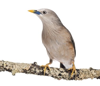 kestane kuyruklu starling tünemiş bir dal - sturnia malabaric