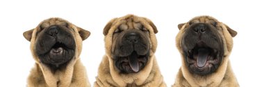 Shar pei köpek kafaları (11 hafta eski) görünümünü esneme - o izole