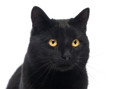 siyah kedi, beyaz izole Close-Up