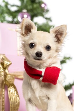 Chihuahua oturma ve Noel Noel süslemeleri beyaz arka plan önünde şal