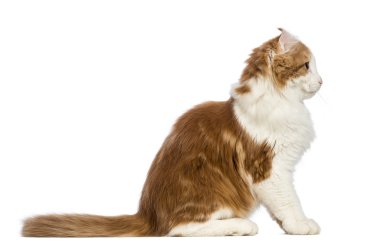 bir Amerikalı kıvırmak kedi yavrusu, 3 ay yaşlı, oturma ve beyaz arka plan uzağa bakarak yan görünüm