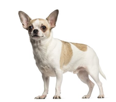 chihuahua (2 yaşında) ayakta, üzerinde beyaz izole