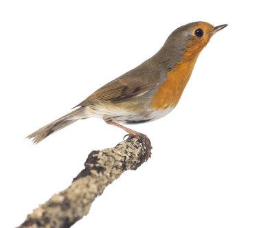 Avrupa robin tünemiş bir dal - erithacus rubecula - isolat