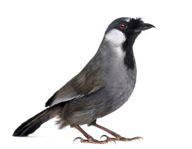 Kara gerdanlı laughingthrush - garrulax chinensis - izole üzerinde