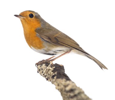 Avrupa robin tünemiş bir dal - erithacus rubecula - isolat
