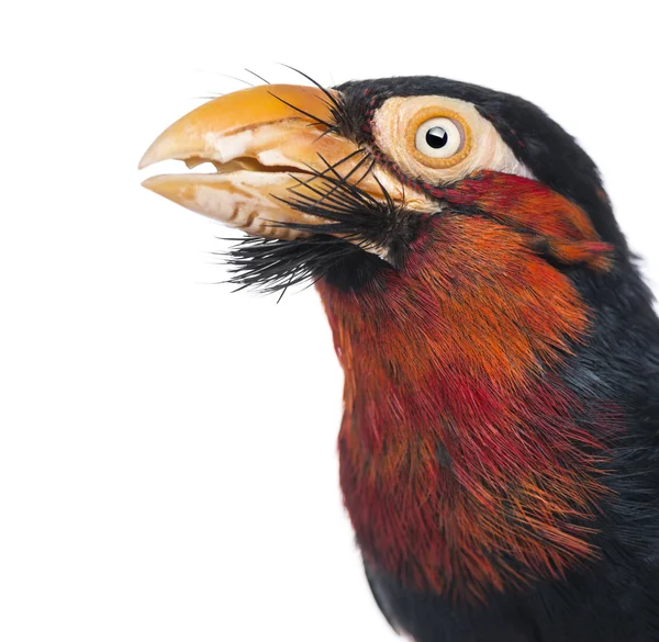 Close-up of a Bearded Barbet - Lybius dubius — Stock Photo, Image