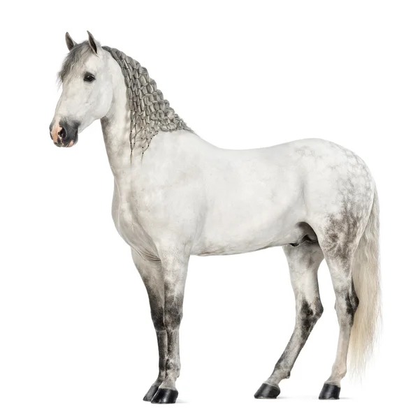 Zijaanzicht van een mannelijke Andalusische met gevlochten mane, 7 jaar oud, ook bekend als de zuivere Spaanse paard of pre tegen witte achtergrond — Stockfoto