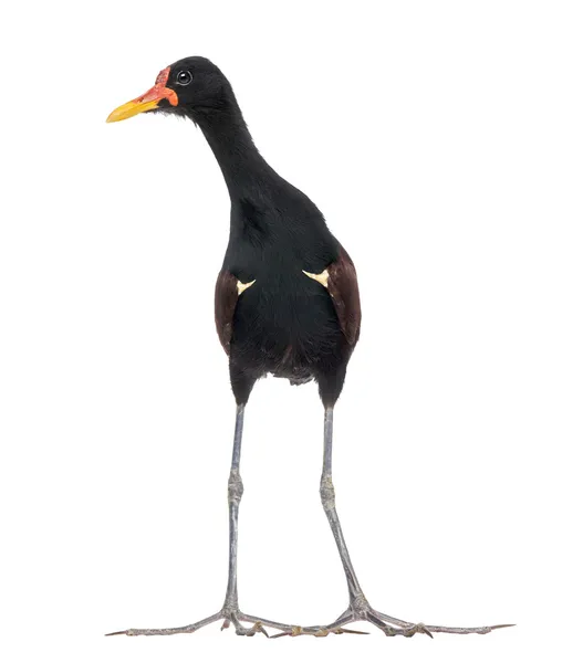 Wattled Jacana - Jacana jacana - isolated on white — Stock Photo, Image