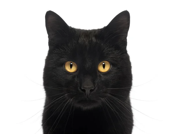 Close-up de um gato preto olhando para a câmera, isolado em branco — Fotografia de Stock